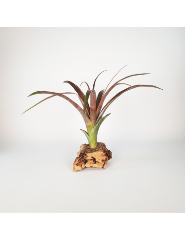 Tillandsia Flabellata Dark Leaf Spirit Ecoterrazas