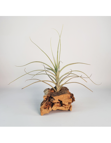 Tillandsia Reducta Ecoterrazas