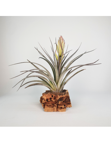 Tillandsia Houston Colossus   (Stricta x Recurvifolia) Ecoterrazas