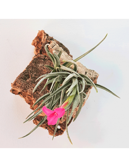 Tillandsia Albertiana x Argentina | Ecoterrazas.com