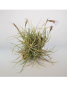 Tillandsia Recurvata x Streptocarpa Clump Ecoterrazas