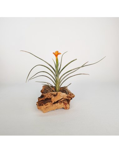 Holm's Sunset Tillandsia Ecoterrazas