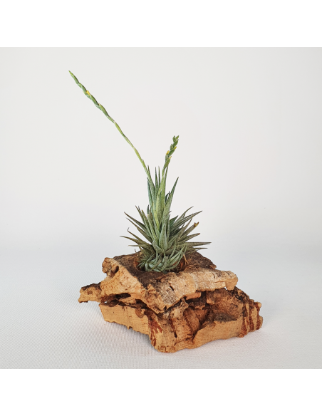 Tillandsia Loliacea Pulk | Ecoterrazas.com