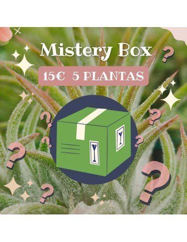 Mistery Box con 5 plantas