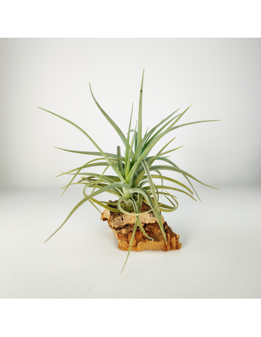 Tillandsia Kashkin Ecoterrazas