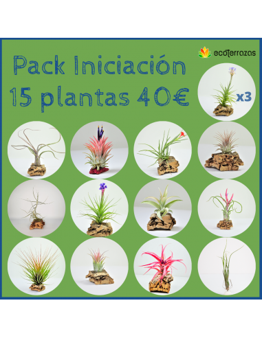 Pack iniciación 15 Tillandsias