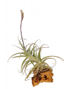 Tillandsia Purpurea Forma nº 8 Ecoterrazas