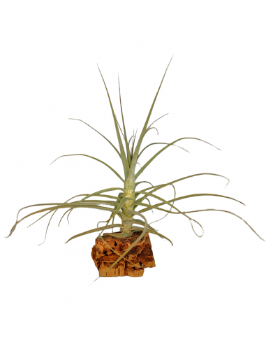 Tillandsia Purpurea Forma nº 11 Ecoterrazas