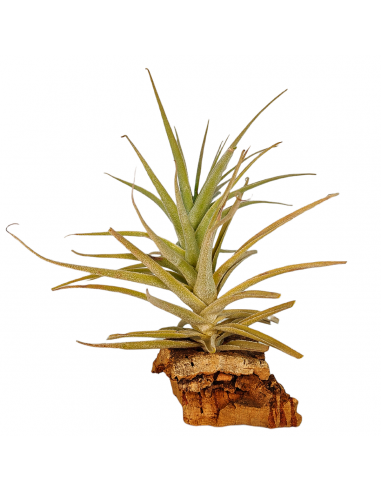 Tillandsia Purpurea Forma nº 14 Ecoterrazas