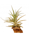 Tillandsia Purpurea Forma nº 14 Ecoterrazas