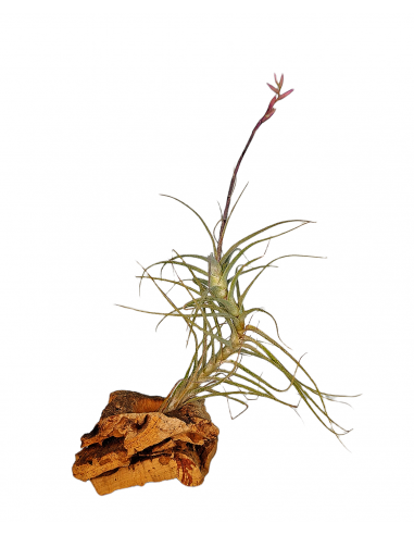 Tillandsia Purpurea Forma nº 15 Ecoterrazas