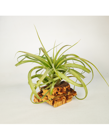 Tillandsia Firestorm Ecoterrazas