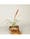 Tillandsia Rectifolia Ecoterrazas