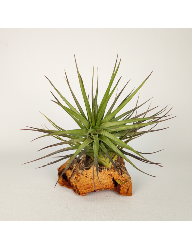 Tillandsia Stricta Hart X Aeranthos Ecoterrazas