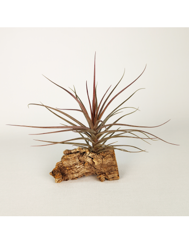 Tillandsia Holm´s Airside Ecoterrazas