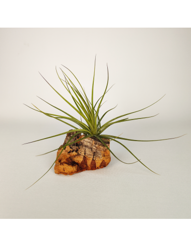 Tillandsia Holm´s Quartzite Ecoterrazas