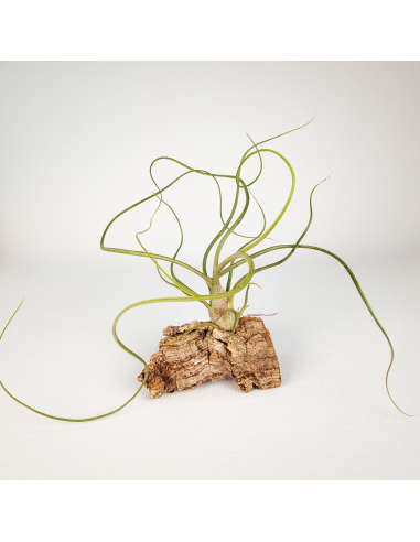 Tillandsia Bulbosa x Butzii Ecoterrazas