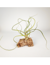 Tillandsia Bulbosa x Butzii Ecoterrazas