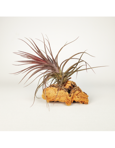 Tillandsia Holm´s Rosemary Ecoterrazas