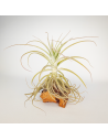 Tillandsia Purpurea Tipo 9 Ecoterrazas