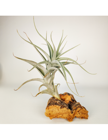 Tillandsia Albida Giant Ecoterrazas