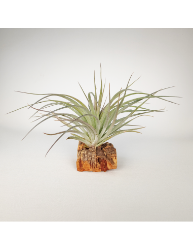 Tillandsia Houston Dark Red Ecoterrazas