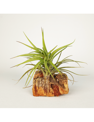 Tillandsia Holm´s Starfruit x Holm´s Star Rose Ecoterrazas