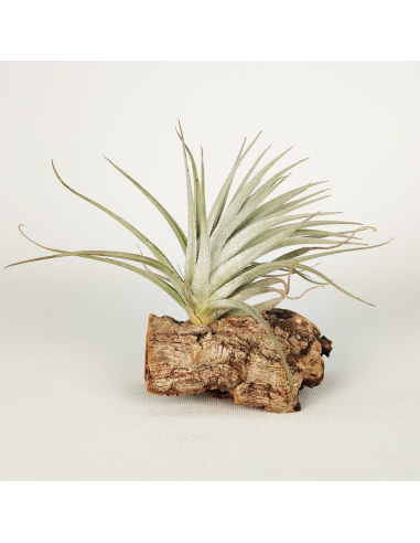 Tillandsia Stricta Grey x Holm´s Rose Bud Ecoterrazas