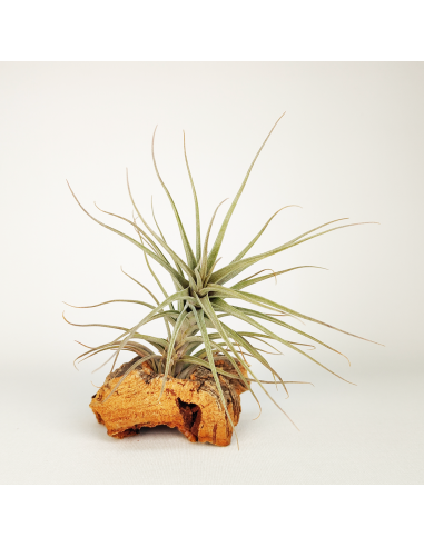 Tillandsia Werdermannii Ecoterrazas