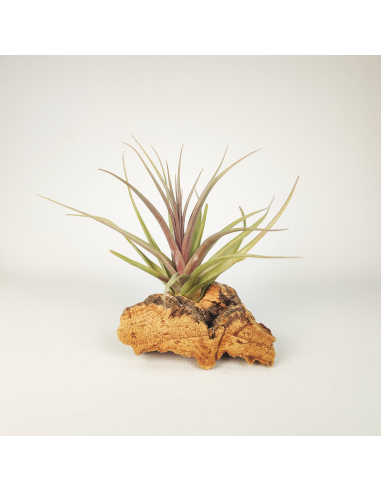 Tillandsia Nez Misso Ecoterrazas