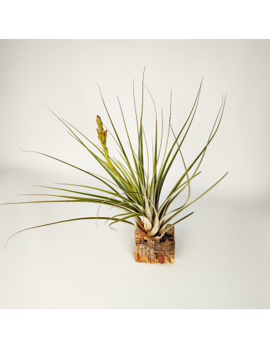 Tillandsia Vicentina x Fasciculata XL Ecoterrazas