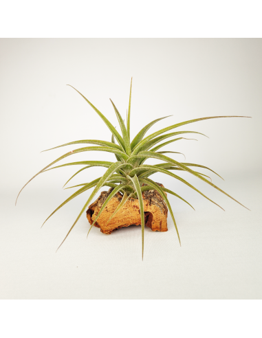 Tillandsia Purpurea Mororum Ecoterrazas