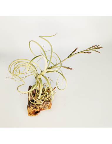 Tillandsia Wonga Ecoterrazas