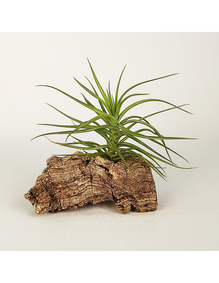 Tillandsia Pink Star x Tenuifolia Var. Vaginata | Ecoterrazas.com