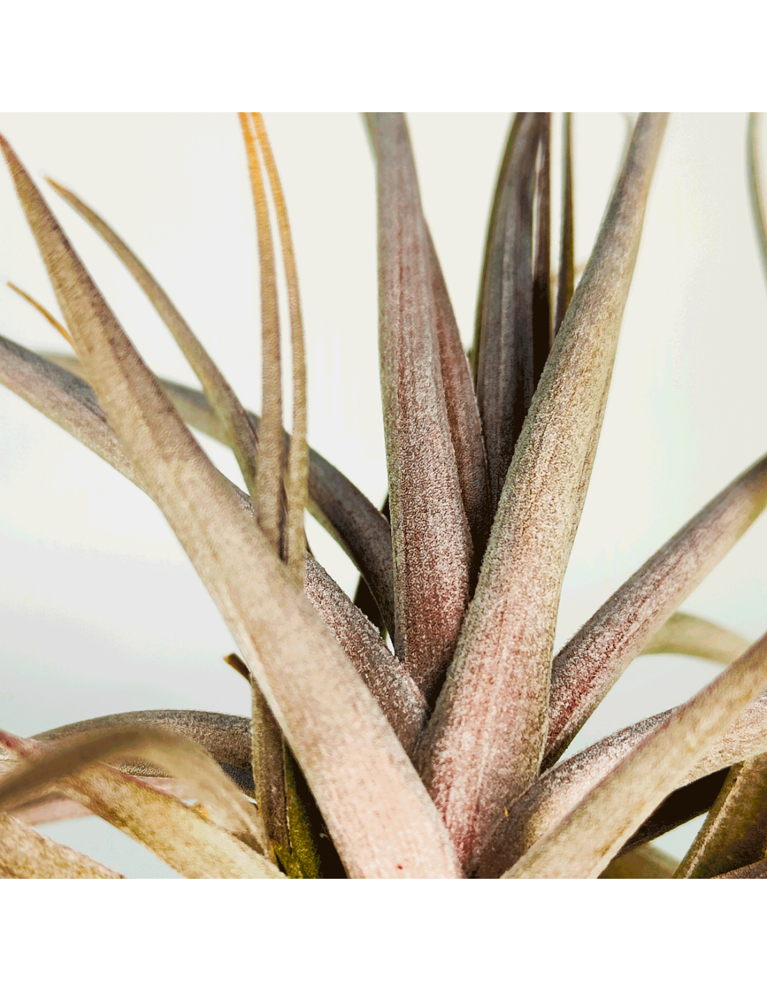 Aeranthos Purple Air Plants Tillandsia, Air Plant, Indoor Plant