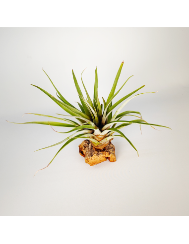 Tillandsia Barthlotti