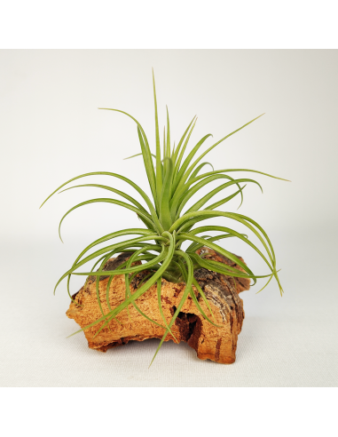 Tillandsia Holm´s Twistem