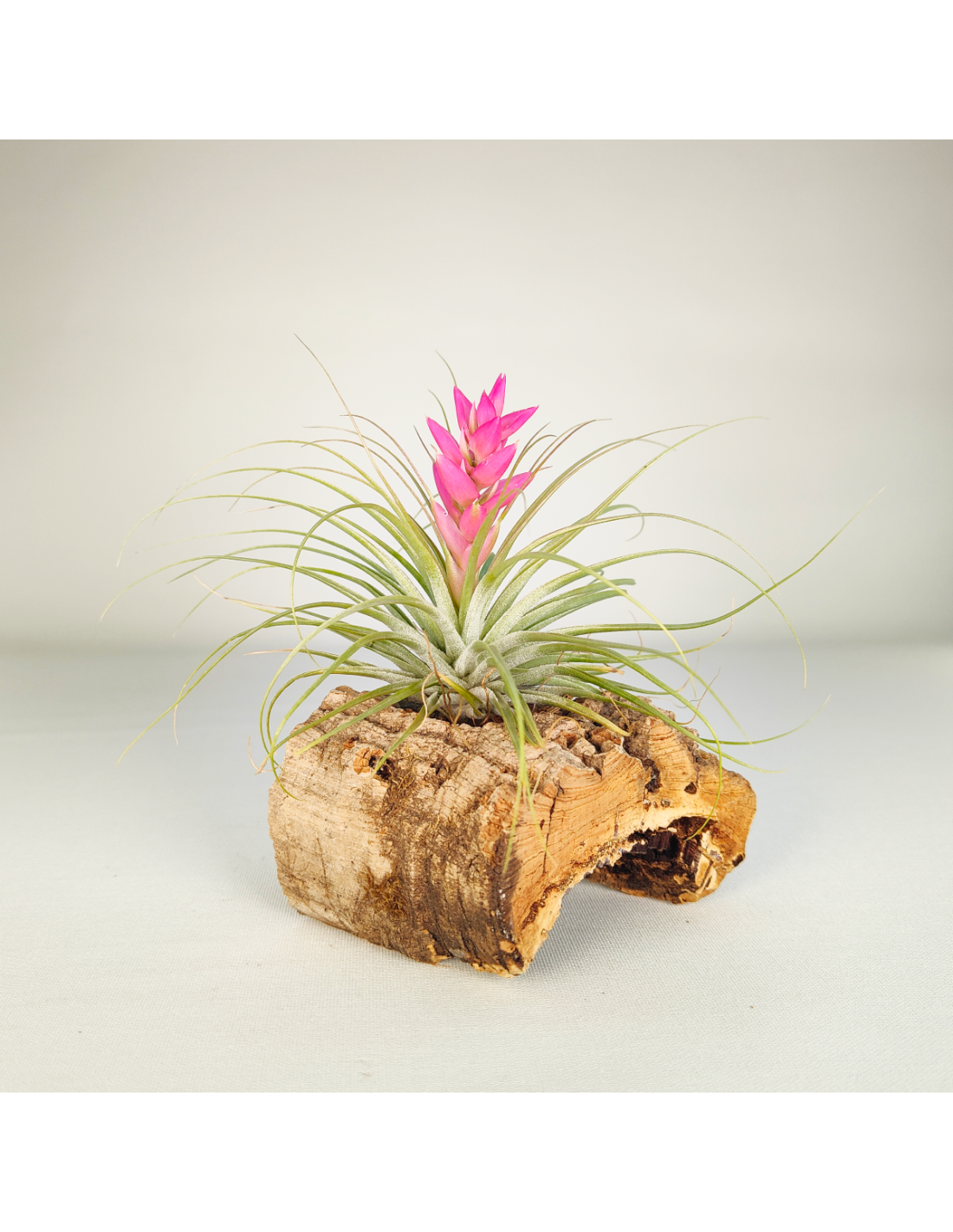 Tillandsia Stricta Hart x Stricta Green | Ecoterrazas.com