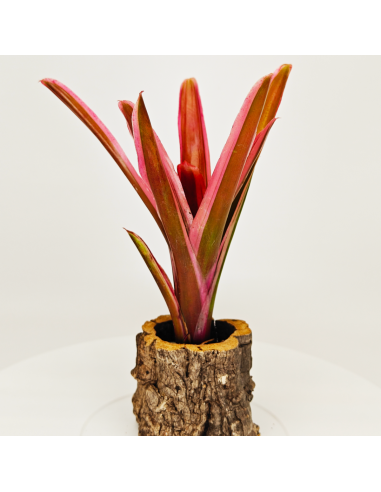 Neoregelia Shultessiana Variedad Lose