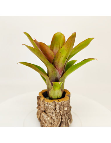 Neoregelia Amaranda