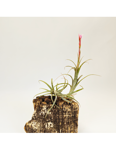 Tillandsia Macbrideana