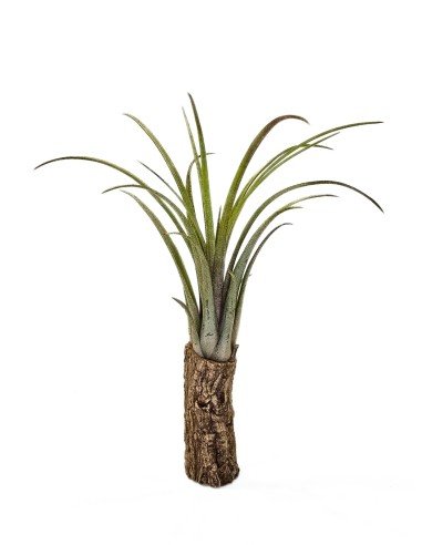 Tillandsia Timm Outbrust