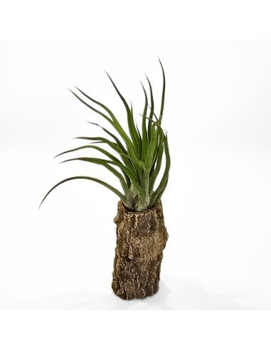 Tillandsia Joel