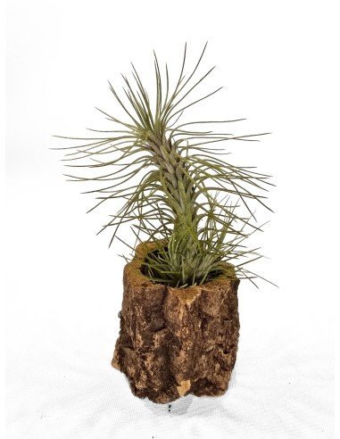 Tillandsia Funckiana Var. Recurvifolia