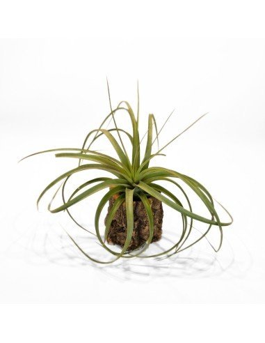 Tillandsia Jes ( Exserta x Brachycaulos)