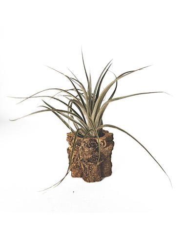 Tillandsia Stricta Silver