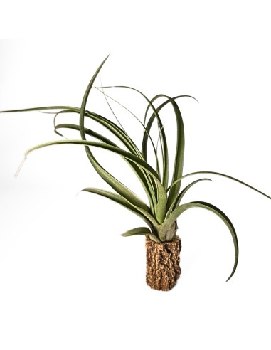 Tillandsia Balbisiana X Velutina