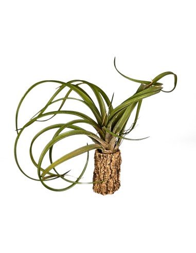 Tillandsia Capitata Temascal