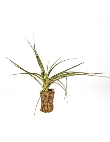 Tillandsia Exserta X Fasciculata