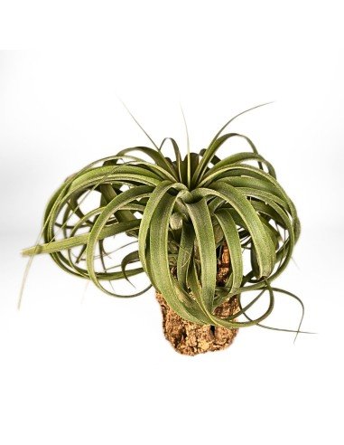 Tillandsia Concolor X Streptophylla